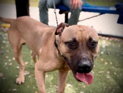 Shelter Stray Male Dog last seen , 2769 Conroy Rd, Orlando, FL 32839, USA