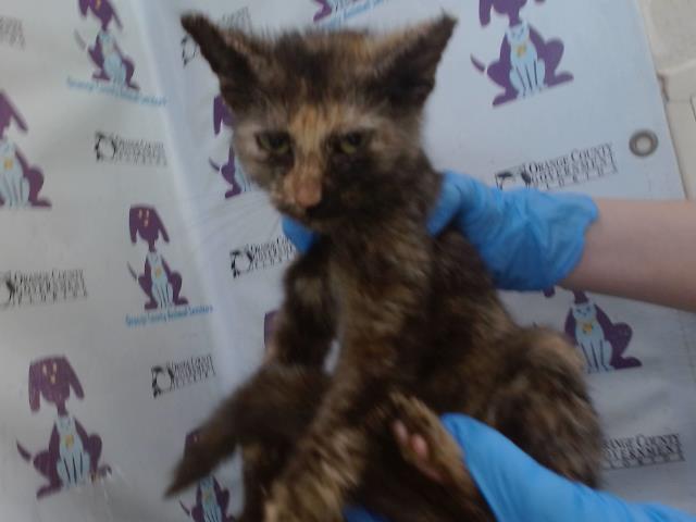 Shelter Stray Female Cat last seen , 2769 Conroy Rd, Orlando, FL 32839, USA
