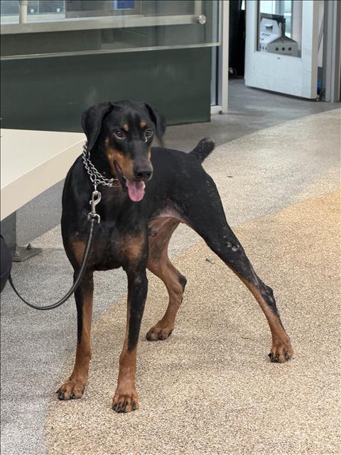 Shelter Stray Male Dog last seen , 3201 Lacy St, Los Angeles, CA 90031, USA