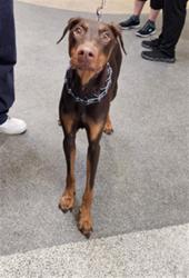 Shelter Stray Female Dog last seen , 3201 Lacy St, Los Angeles, CA 90031, USA