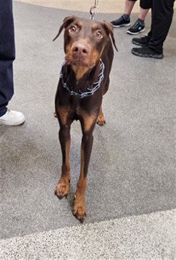 Shelter Stray Female Dog last seen , 3201 Lacy St, Los Angeles, CA 90031, USA