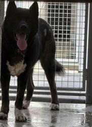 Shelter Stray Male Dog last seen , 3201 Lacy St, Los Angeles, CA 90031, USA