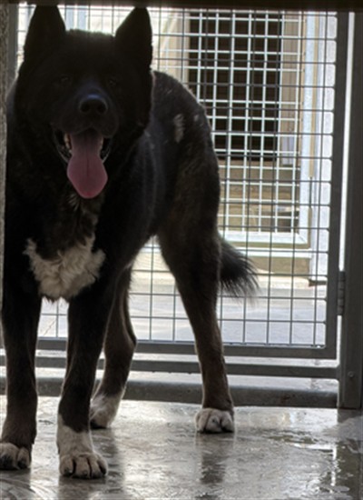 Shelter Stray Male Dog last seen , 3201 Lacy St, Los Angeles, CA 90031, USA