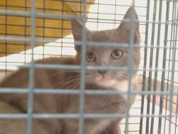 Shelter Stray Unknown Cat last seen ELKHORN BLVD AT WATT AVE, 95660, 3839 Bradshaw Rd, Sacramento, CA 95827, USA