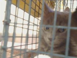 Shelter Stray Unknown Cat last seen ELKHORN BLVD AT WATT AVE, 95660, 3839 Bradshaw Rd, Sacramento, CA 95827, USA
