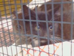 Shelter Stray Unknown Cat last seen ELKHORN BLVD AT WATT AVE, 95660, 3839 Bradshaw Rd, Sacramento, CA 95827, USA