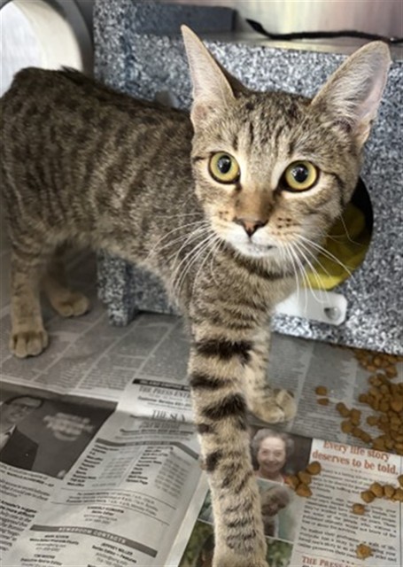 Shelter Stray Female Cat last seen , 333 Chandler Pl, San Bernardino, CA 92408, USA