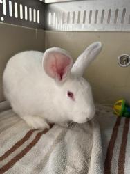 Shelter Stray Male Other last seen Near BLOCK W BRUD DR, WEST VALLEY CITY UT 84128, 4522 W 3500 S, West Valley City, UT 84120, USA