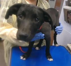 Shelter Stray Male Dog last seen 63RD AVE AND BASELINE RD, 2500 S 27th Ave, Phoenix, AZ 85009, USA