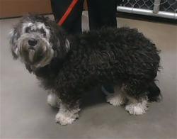 Shelter Stray Female Dog last seen 12TH ST AND INDIAN SCHOOL RD, 2500 S 27th Ave, Phoenix, AZ 85009, USA