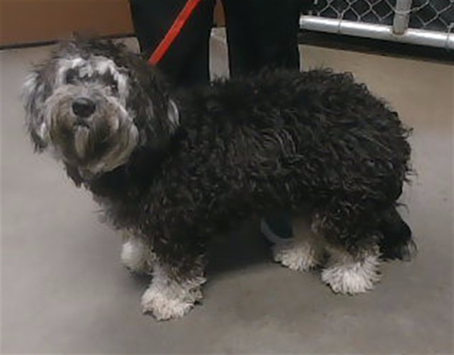 Shelter Stray Female Dog last seen 12TH ST AND INDIAN SCHOOL RD, 2500 S 27th Ave, Phoenix, AZ 85009, USA