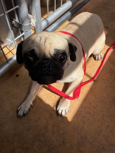 Shelter Stray Female Dog last seen 91ST AVE AND JEFFERSON ST, 2500 S 27th Ave, Phoenix, AZ 85009, USA