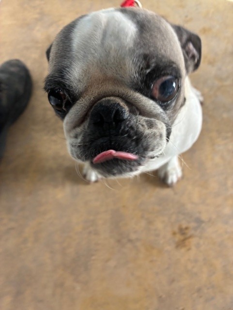 Shelter Stray Female Dog last seen 91ST AVE AND JEFFERSON ST, 2500 S 27th Ave, Phoenix, AZ 85009, USA