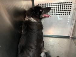Shelter Stray Male Dog last seen 32ND LN AND CHERYL DR, 2500 S 27th Ave, Phoenix, AZ 85009, USA