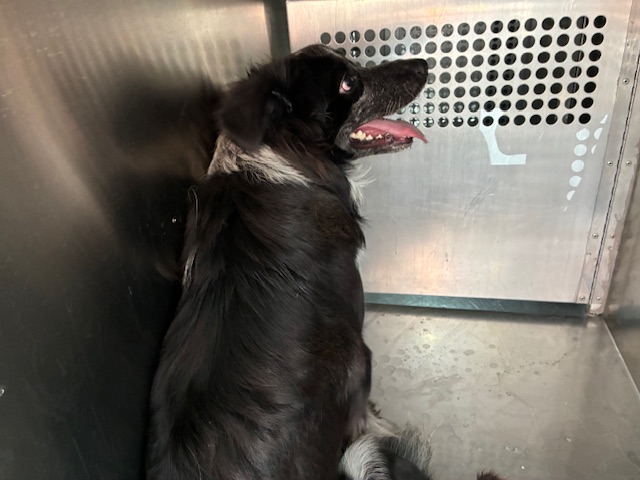 Shelter Stray Male Dog last seen 32ND LN AND CHERYL DR, 2500 S 27th Ave, Phoenix, AZ 85009, USA