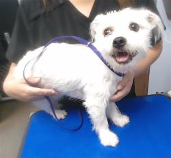 Shelter Stray Male Dog last seen 20TH ST AND GREENWAY RD, 2500 S 27th Ave, Phoenix, AZ 85009, USA