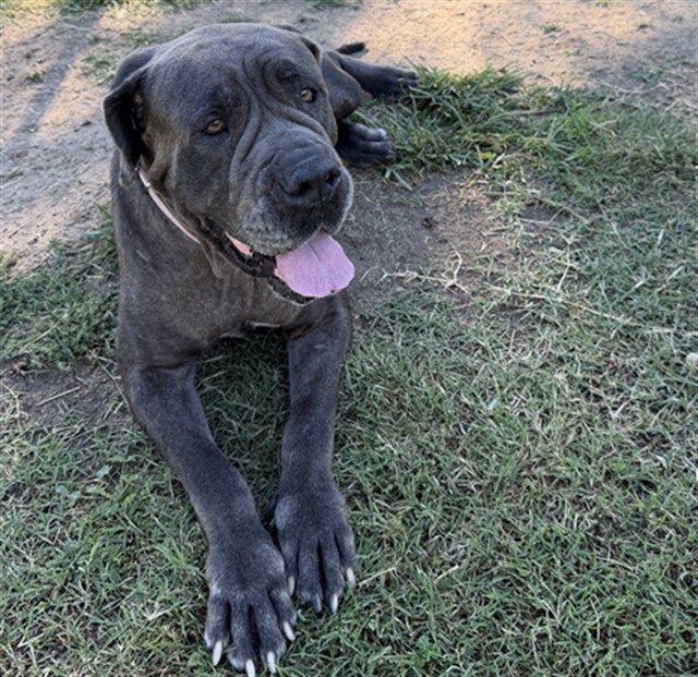 Shelter Stray Female Dog last seen Near BLOCK SPARKS ST, BAKERSFIELD CA 93307, 3951 Fruitvale Ave, Bakersfield, CA 93308, USA