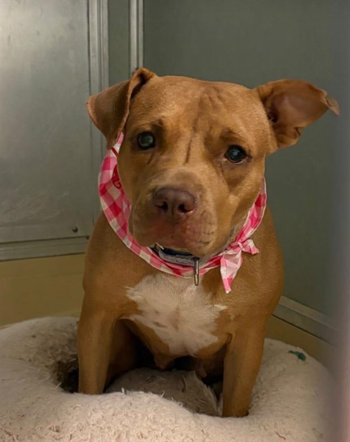 Shelter Stray Female Dog last seen LITTLE RIVER, 3599 NW 79th Ave, Doral, FL 33122, USA