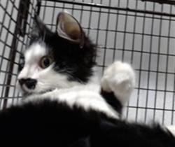 Shelter Stray Female Cat last seen MCLAREN PARK, 1419 Bryant St, San Francisco, CA 94103, USA