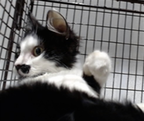 Shelter Stray Female Cat last seen MCLAREN PARK, 1419 Bryant St, San Francisco, CA 94103, USA