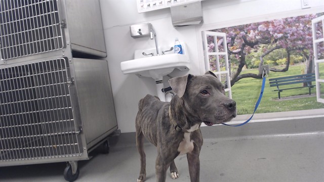 Shelter Stray Male Dog last seen HOLLISTER X INGALLS, 1419 Bryant St, San Francisco, CA 94103, USA