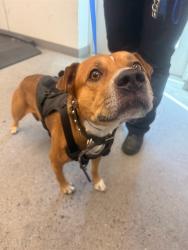 Shelter Stray Male Dog last seen VAL VISTA DR AND UNIVERSITY DR, 1920 S Lewis, Mesa, AZ 85210, USA