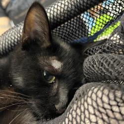 Shelter Stray Unknown Cat last seen Near, 5001 E Raymond St, Indianapolis, IN 46203, USA