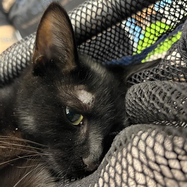 Shelter Stray Unknown Cat last seen Near, 5001 E Raymond St, Indianapolis, IN 46203, USA