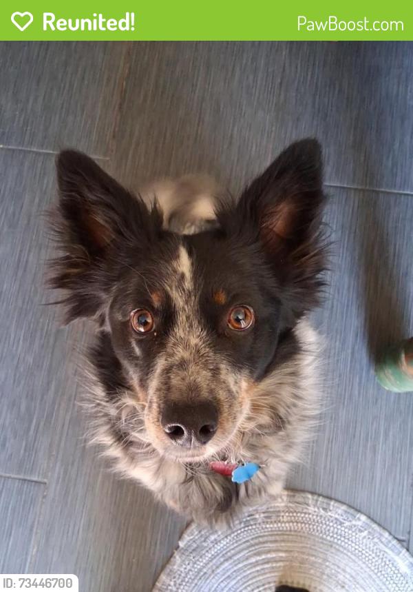 Reunited Male Dog last seen Last seen heading up Hopkins past Stafford park towards the Alameda and the hills., Redwood City, CA 94062