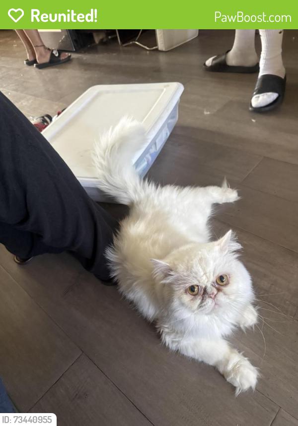 Reunited Male Cat last seen 36th street, San Diego, CA 92113