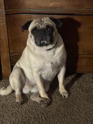 Lost Male Dog last seen Columbus and River Blvd, East Bakersfield, CA 93305