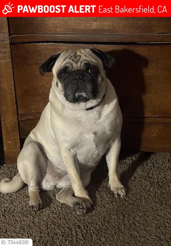 Lost Male Dog last seen Columbus and River Blvd, East Bakersfield, CA 93305