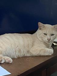 Found/Stray Male Cat last seen Broadrock and Walmsley blvd, Richmond, VA 23224