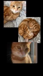 Reunited Female Cat last seen bolney road, Brighton and Hove, England 