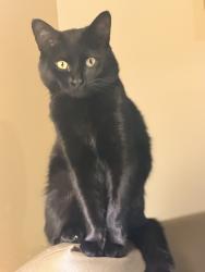Lost Male Cat last seen Farlow st, cherry rd, rock hill sc, Rock Hill, SC 29732