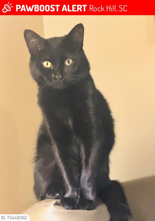 Lost Male Cat last seen Farlow st, cherry rd, rock hill sc, Rock Hill, SC 29732