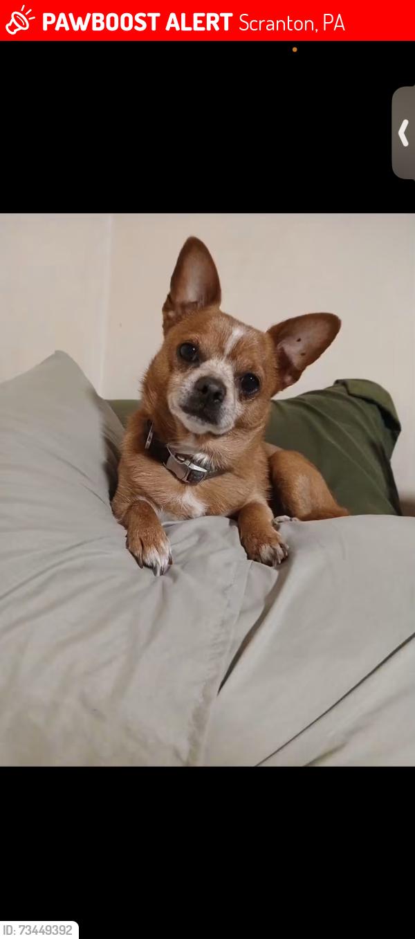 Lost Male Dog last seen Near hour ago, Scranton, PA 18509