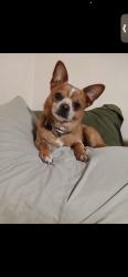 Lost Male Dog last seen Near hour ago, Scranton, PA 18509