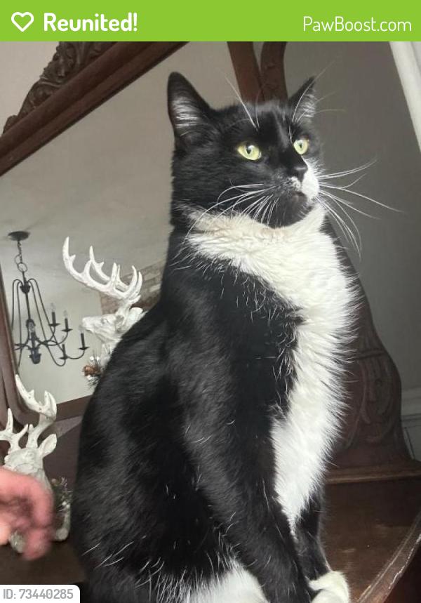 Reunited Male Cat last seen River gate neighborhood in clemmons nc, Clemmons, NC 27012