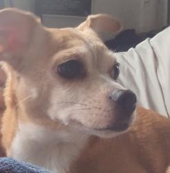 Reunited Female Dog last seen Orange Ave., Costa Mesa, CA 92627
