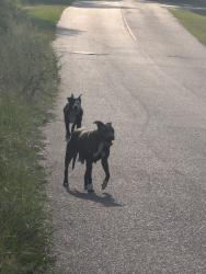 Found/Stray Unknown Dog last seen American Flag Storage, Fayetteville, NC 28303