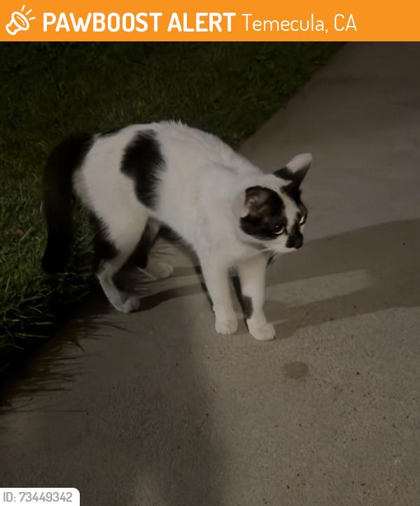 Found/Stray Unknown Cat last seen Moraga Rd & Rancho California Rd, Temecula, CA 92591