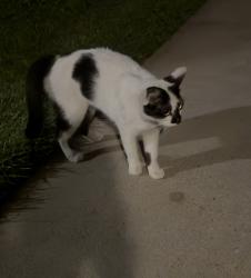 Found/Stray Unknown Cat last seen Moraga Rd & Rancho California Rd, Temecula, CA 92591