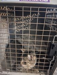 Lost Female Cat last seen Flagler ave, Stratford, ct, Stratford, CT 06614