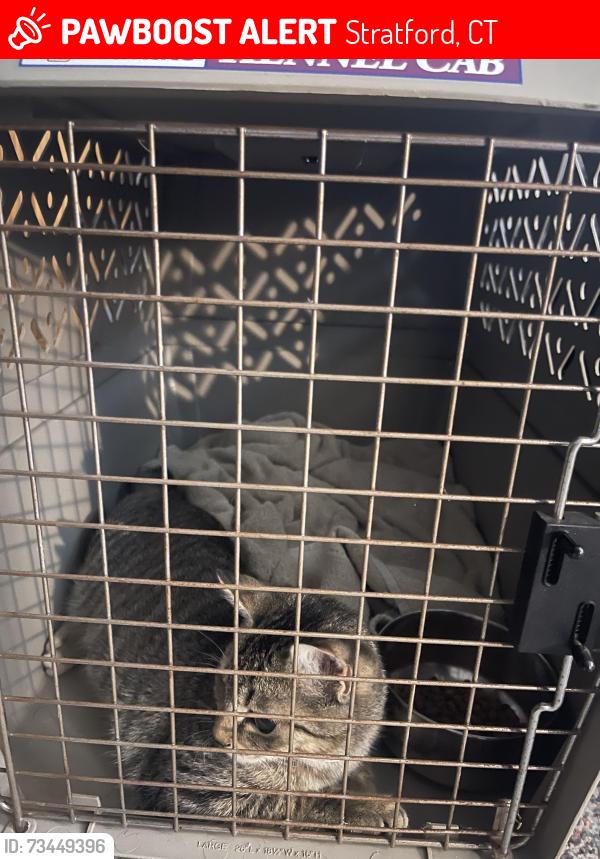 Lost Female Cat last seen Flagler ave, Stratford, ct, Stratford, CT 06614