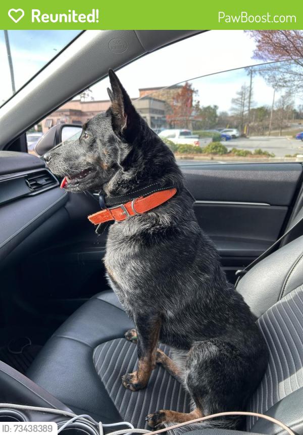 Reunited Female Dog last seen She was seen at the Pinson Aldi then at the piggly wiggly area in Clay, Clay, AL 35048