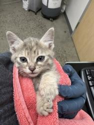 Shelter Stray Female Cat last seen DATA DR at INTERNATIONAL DR, Rancho Cordova, CA, 6201 Florin Perkins Rd, Sacramento, CA 95828, USA