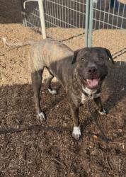 Shelter Stray Male Dog last seen Near PANOLA ROAD Lithonia, 30058, 30058, GA, 3280 Chamblee Dunwoody Rd, Chamblee, GA 30341, USA