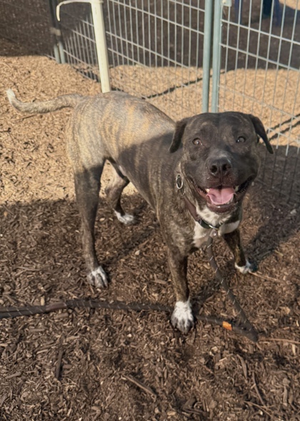Shelter Stray Male Dog last seen Near PANOLA ROAD Lithonia, 30058, 30058, GA, 3280 Chamblee Dunwoody Rd, Chamblee, GA 30341, USA