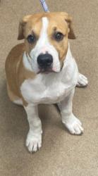 Shelter Stray Male Dog last seen Near Dekalb Industrial Way, Decatur, GA, 30033, 30033, GA, 3280 Chamblee Dunwoody Rd, Chamblee, GA 30341, USA